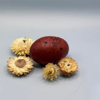 Black Copper Marans Chicks