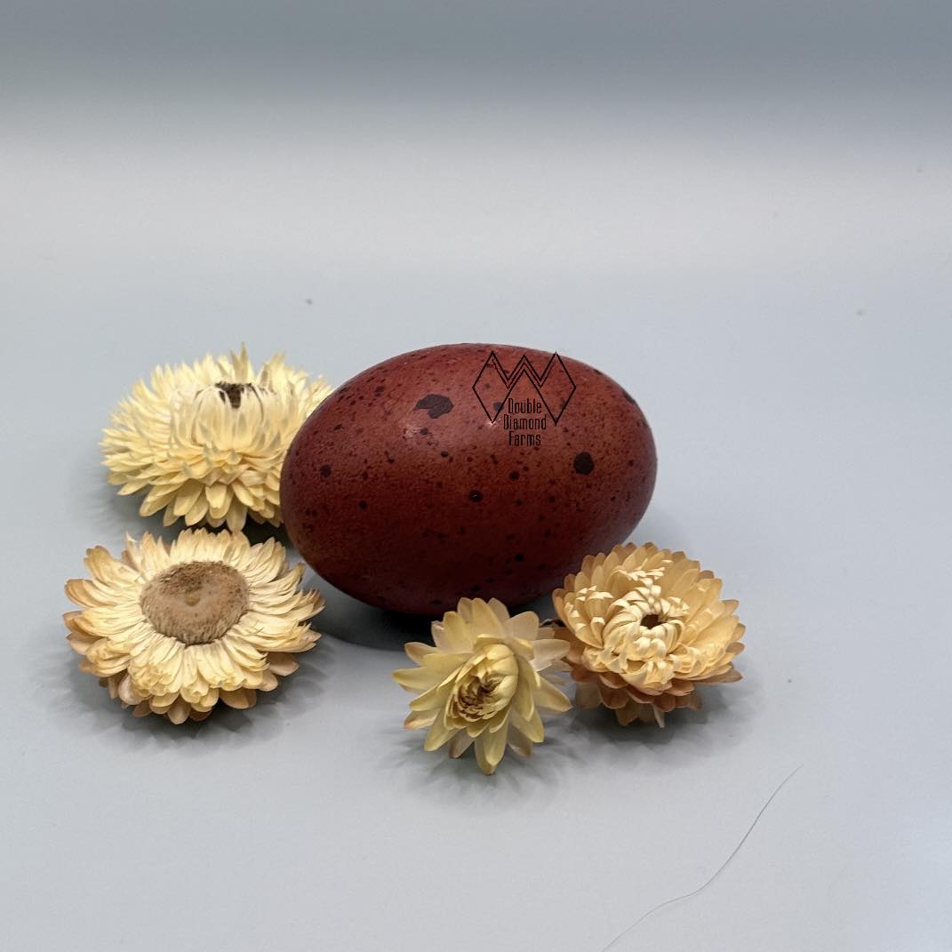 Black Copper Marans Chicks