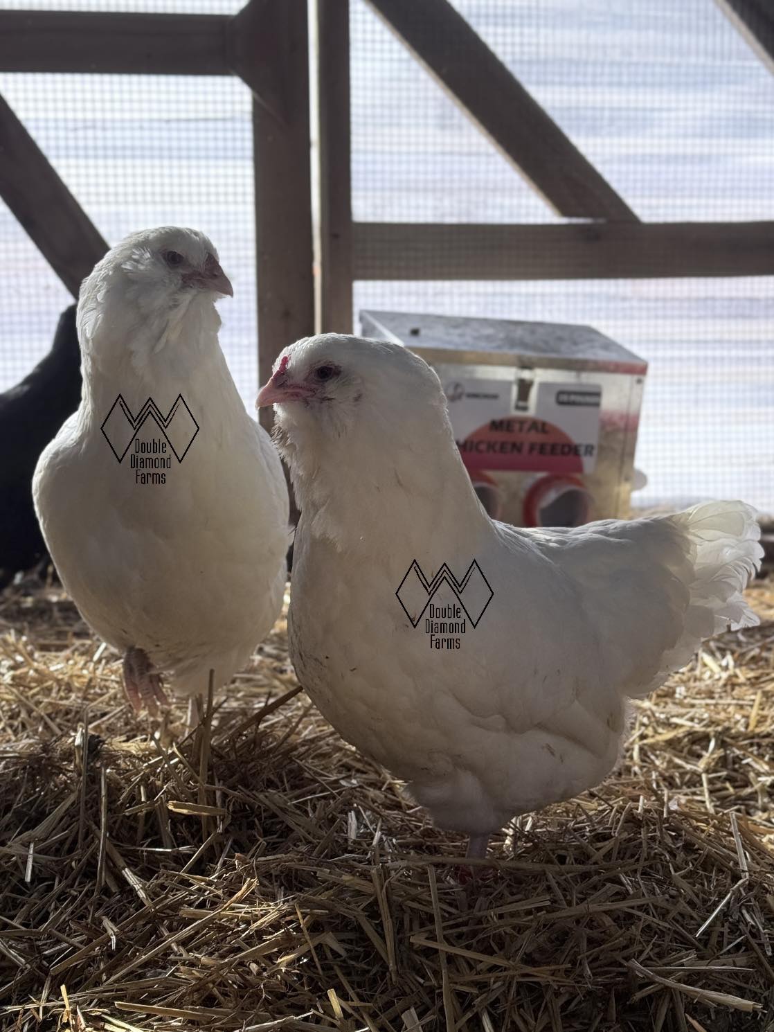 Ermine Ameraucana Chicks