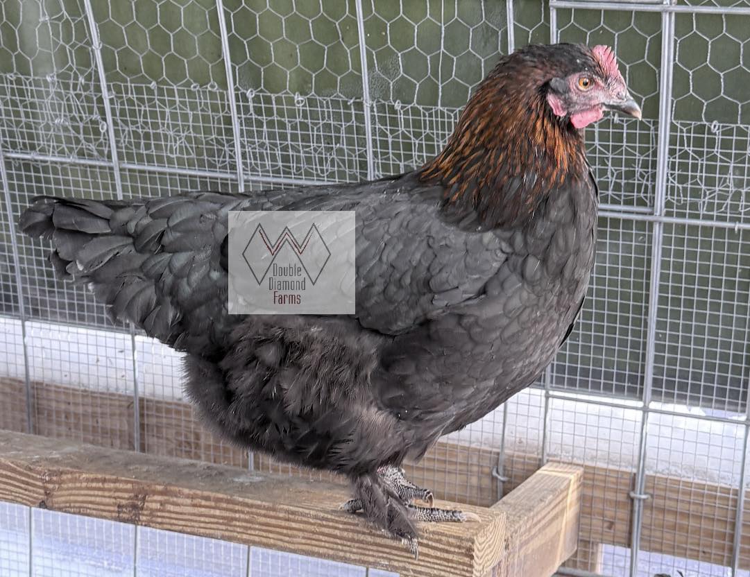 Black Copper Marans Chicks