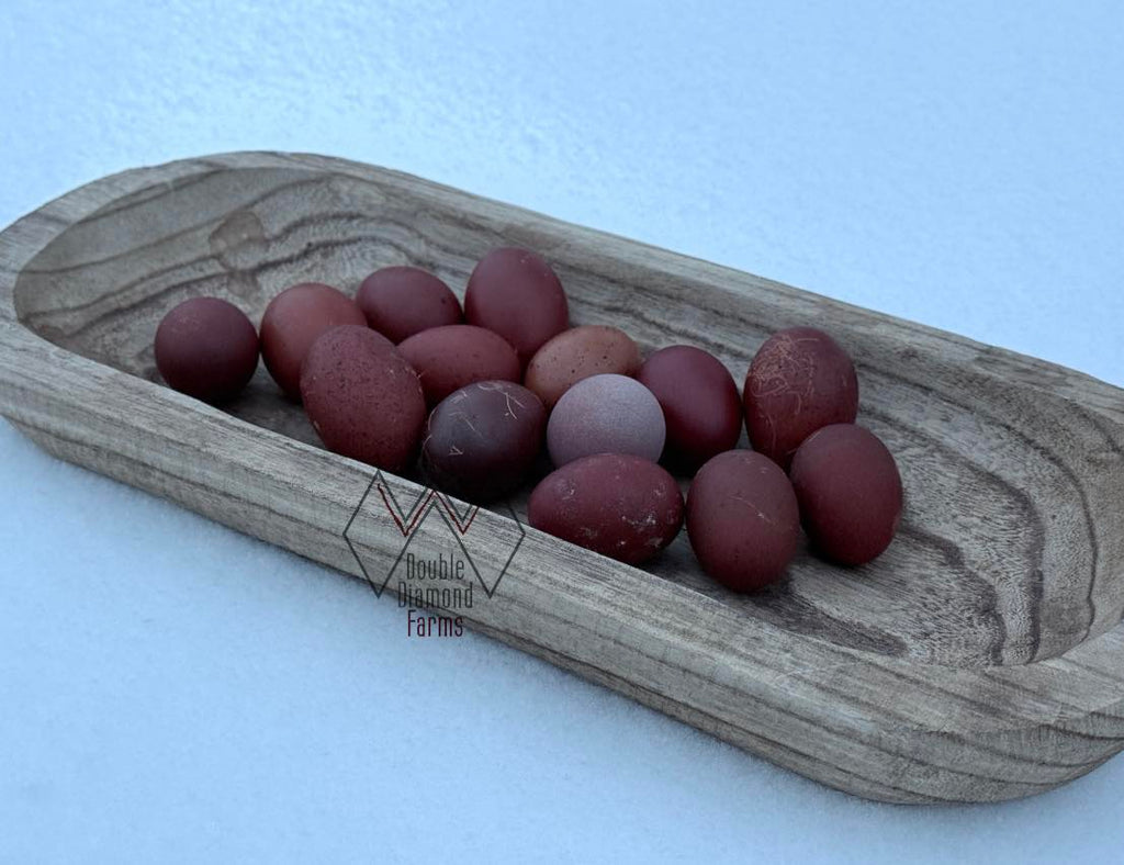 Black Copper Marans Chicks