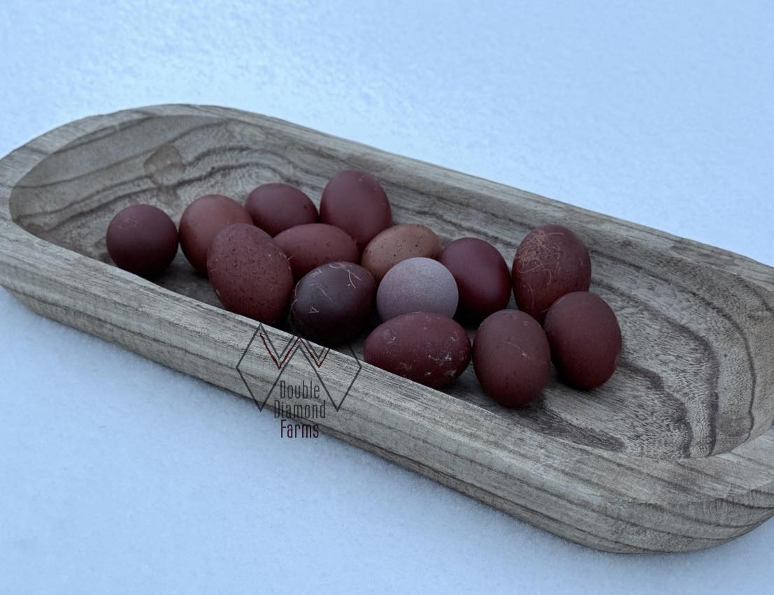 Black Copper Marans Hatching Eggs
