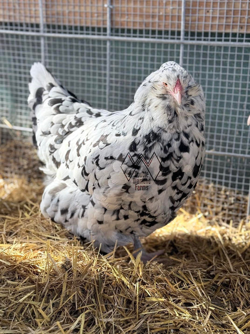 Ermine Ameraucana Hatching Eggs