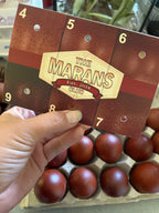 Black Copper Marans Chicks