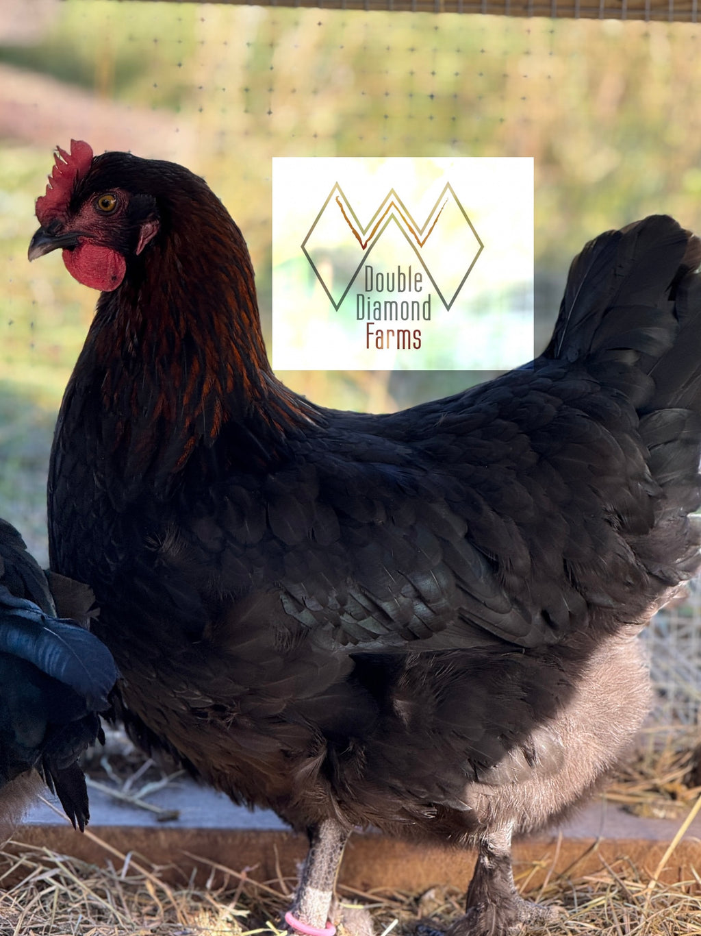 Black Copper Marans Chicks