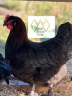 Black Copper Marans Hatching Eggs