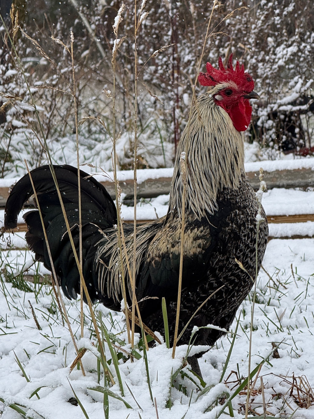 The Rooster's Hand