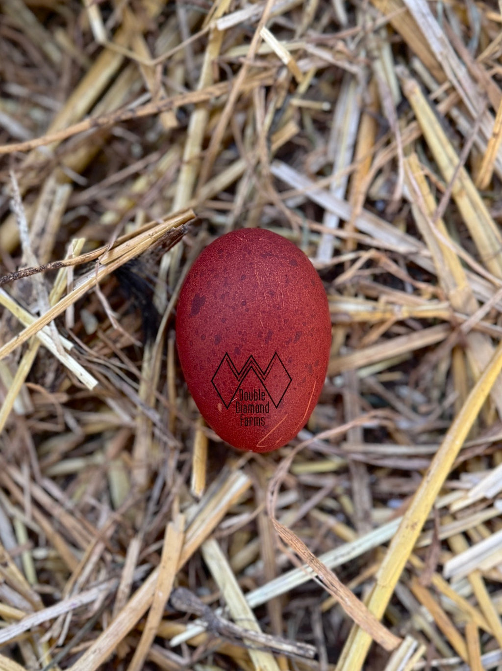 Black Copper Marans Hatching Eggs