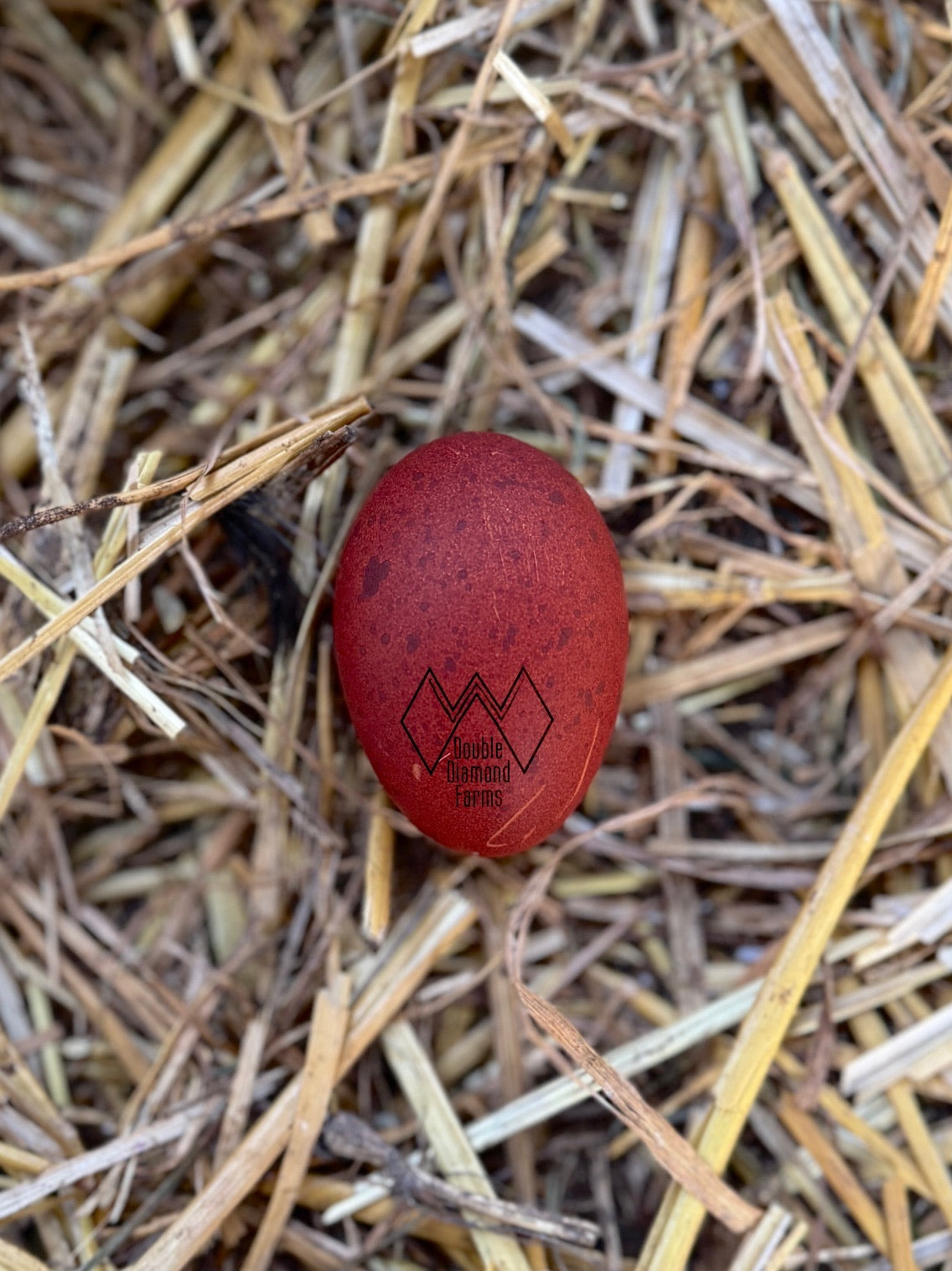 Black Copper Marans Hatching Eggs