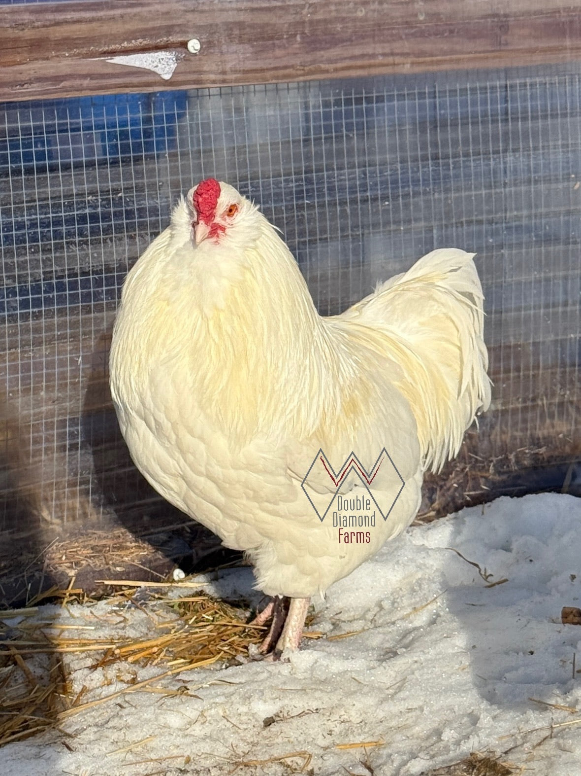 Ermine Ameraucana Hatching Eggs
