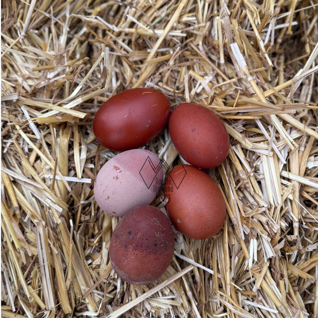 Black Copper Marans Chicks