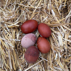 Black Copper Marans Chicks