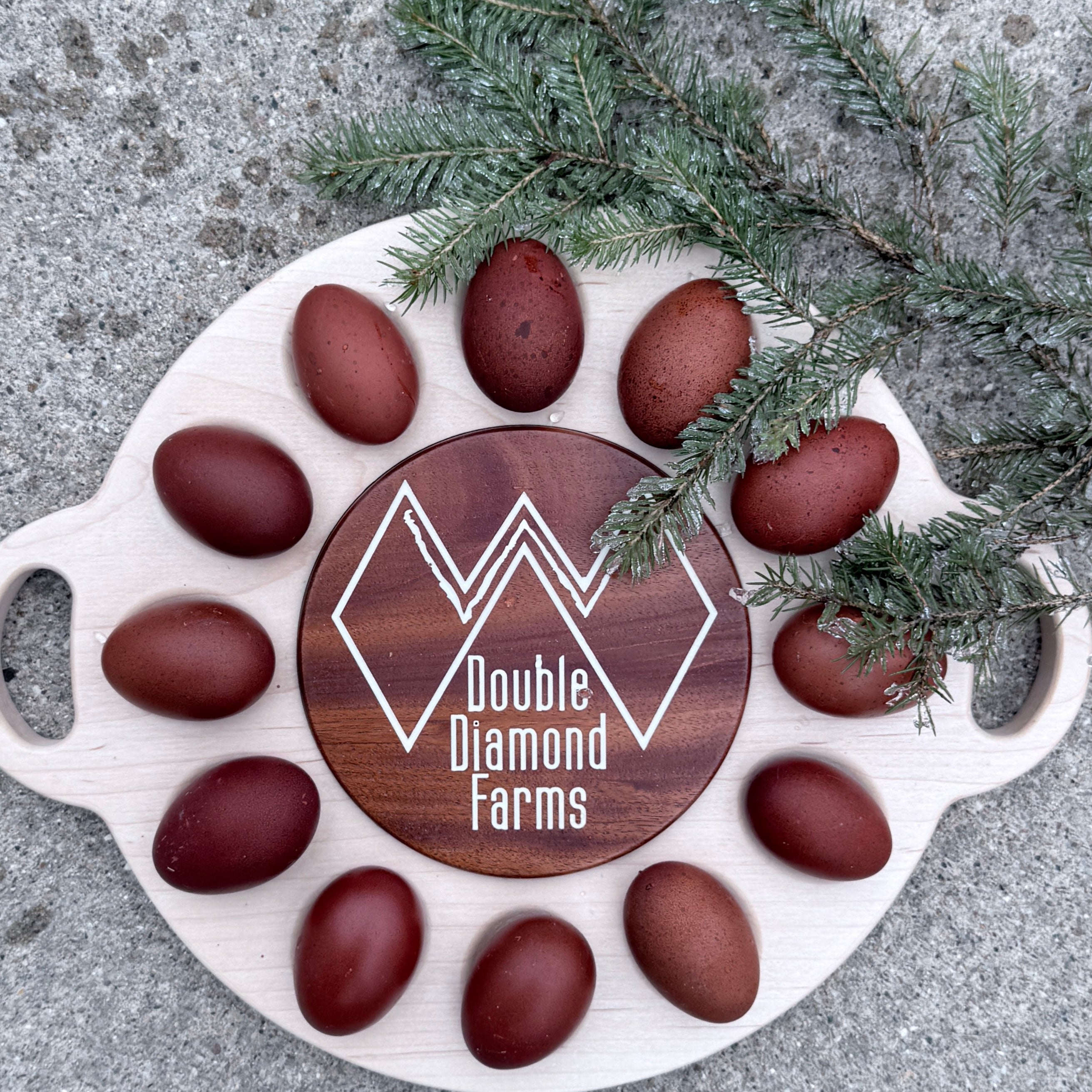 Black Copper Marans Chicks