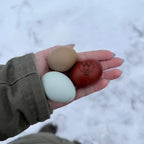 The Rooster's Hand