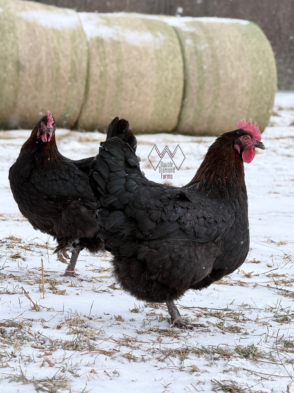 Black Copper Marans Chicks