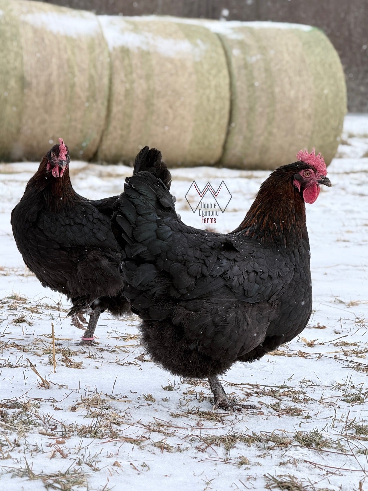 Black Copper Marans Hatching Eggs