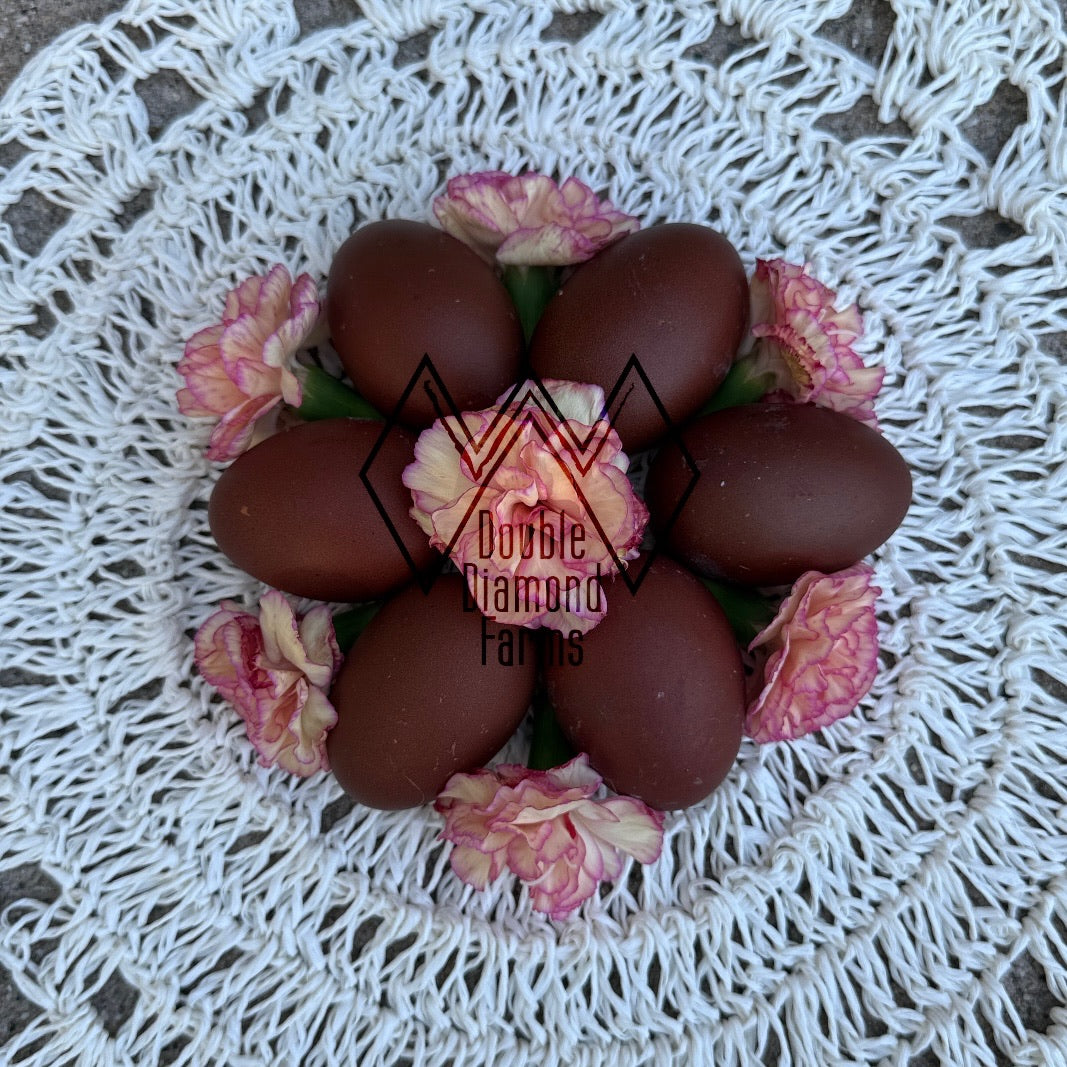 Black Copper Marans Chicks