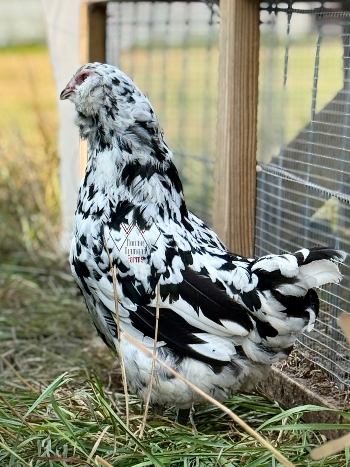 Ermine Ameraucana Hatching Eggs