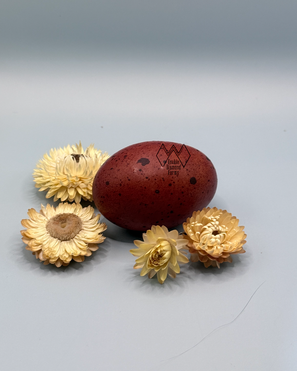 Black Copper Marans Chicks