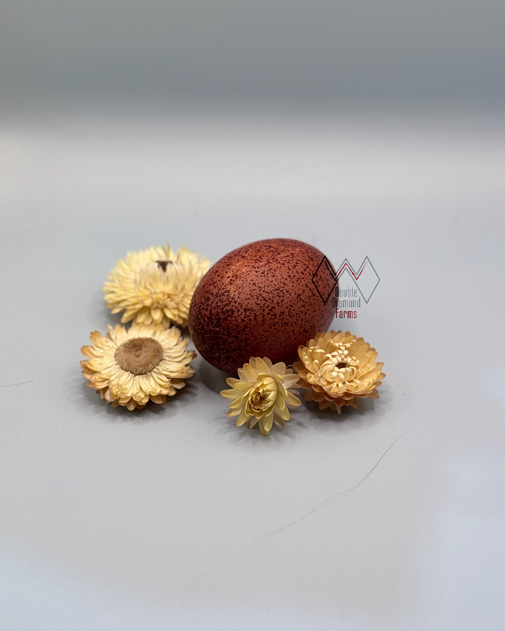 Black Copper Marans Chicks