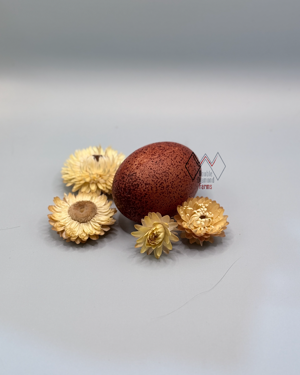 Black Copper Marans Chicks