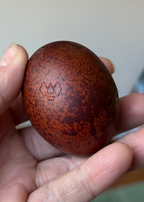 Black Copper Marans Chicks