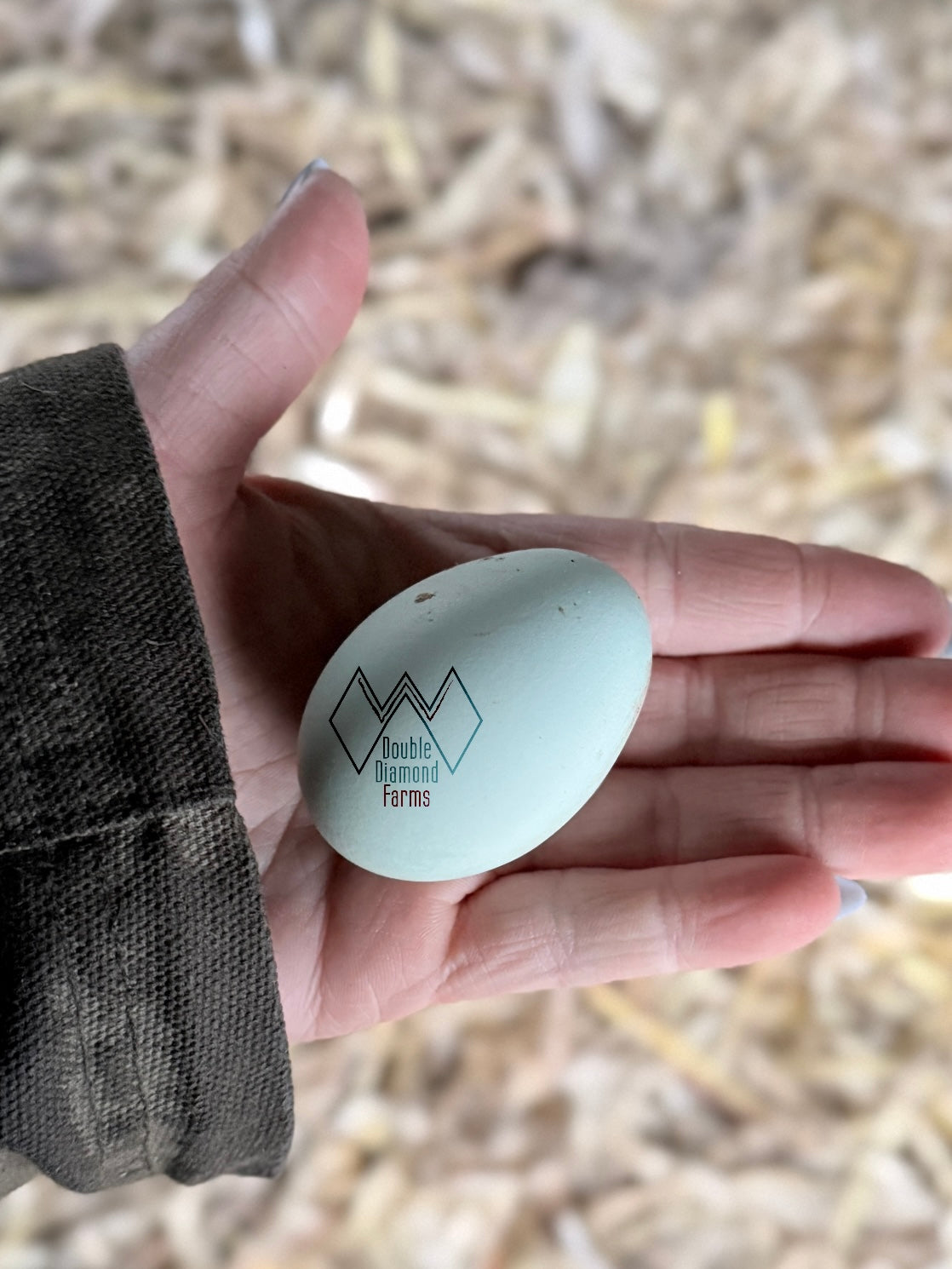 Ermine Ameraucana Chicks